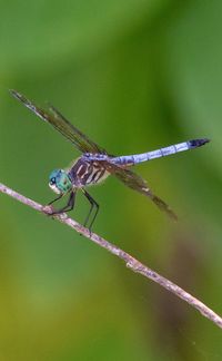 Close-up of dragonfly on twig