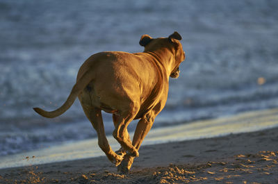 View of a dog on beach