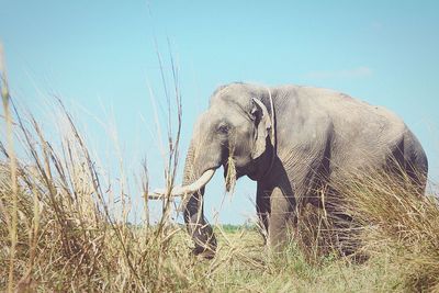 Elephant standing on field against clear sky