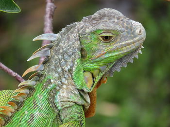 Close-up of a lizard