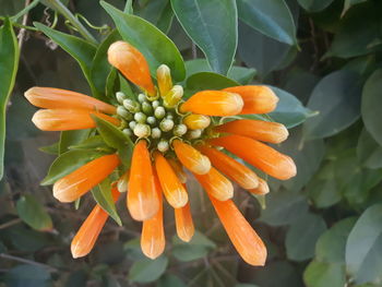 Close-up of orange flower