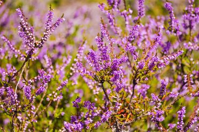 Close-up of purple flowering plants on field