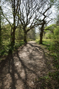 Road amidst trees in forest