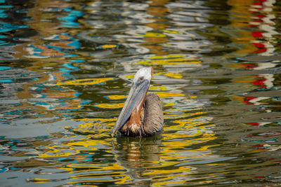 High angle view of duck swimming in lake