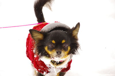 Close-up of a dog against white background