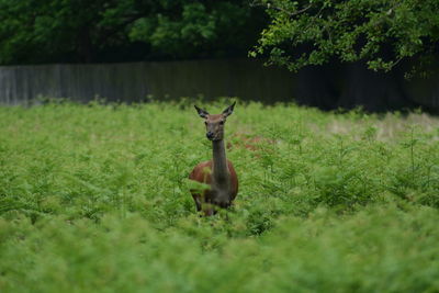 Deer on field