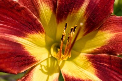 Close-up of red lily