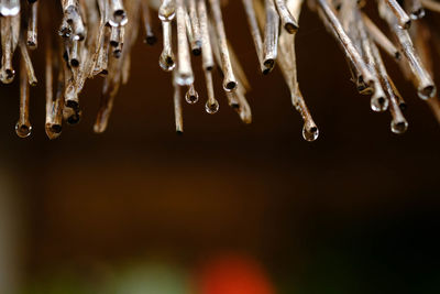 Close-up of icicles