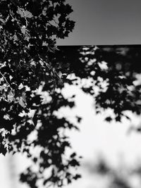 Close-up of tree branches against clear sky