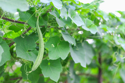 Close-up of green leaves on plant