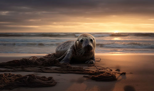 Dog on beach against sky during sunset