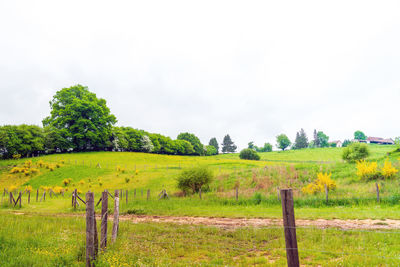 Trees on field against sky