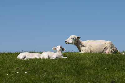 Baby lamb with mother sheep