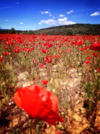 Red poppy flowers growing in field