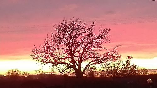 Silhouette bare tree against sky during sunset