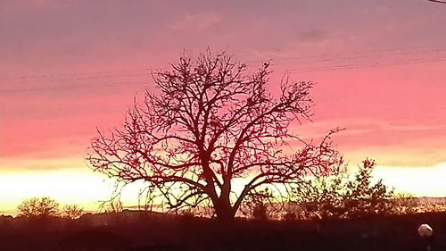 Silhouette bare tree against sky during sunset