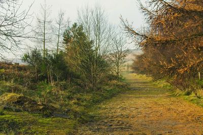 Dirt road amidst trees against sky