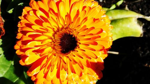 Close-up of flower blooming outdoors