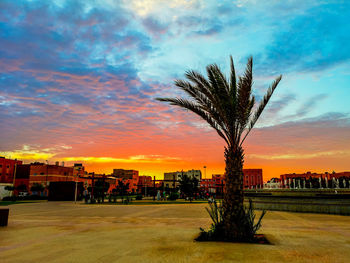 Palm trees and buildings against sky during sunset