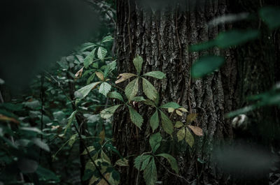 Close-up of plant growing in forest