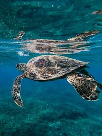 View of turtle swimming in sea