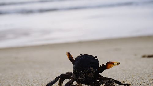 Close-up of crab on beach