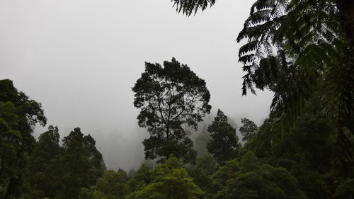 Mystery tree reviling itself from the fog