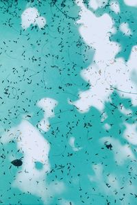 High angle view of birds swimming in sea