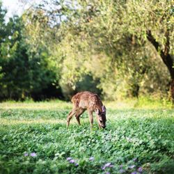 Deer on field