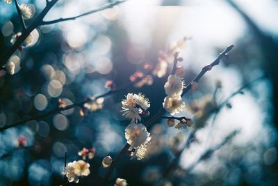 Close-up of cherry blossoms in spring