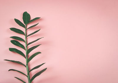Close-up of plant against wall