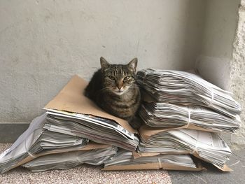 Portrait of cat sitting on wall