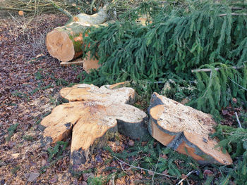 High angle view of dry leaves on field