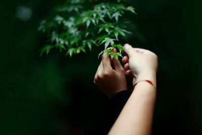 Close-up of hands holding plant