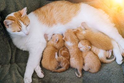 High angle view of cats sleeping