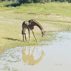 Horse standing on field