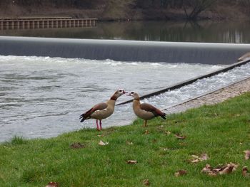 Egyptian geese at grassy riverbank