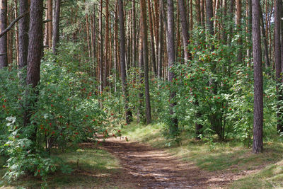 Footpath amidst trees in forest