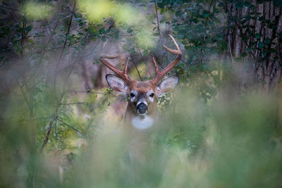 Portrait of deer in forest