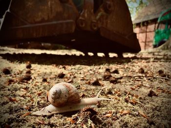 Close-up of snail on field