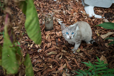 Portrait of cat