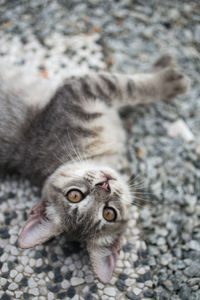 High angle portrait of kitten