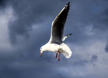 Low angle view of seagull flying