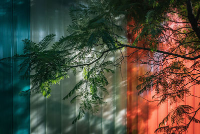 Digital composite image of trees and plants in forest