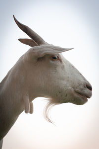 Low angle view of horse against clear sky