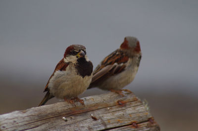 Close-up of birds perching on wood against sky