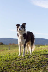 Low angle view of tricolour border collie standing on grassy hill looking with watchful expression