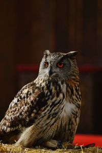 Portrait of owl