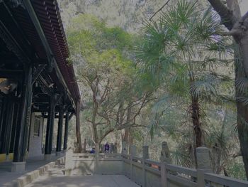 Panoramic shot of palm trees and buildings