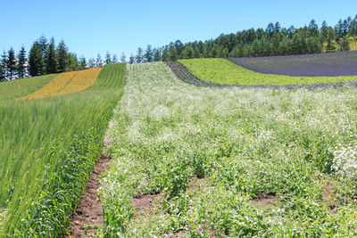 View of fields against clear sky